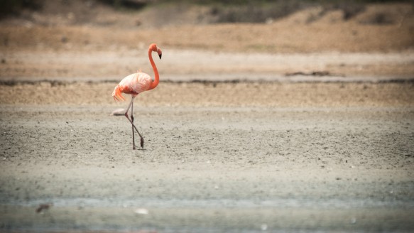 Bonaire